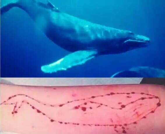 אתגר מדמם. "הלוויתן הכחול"